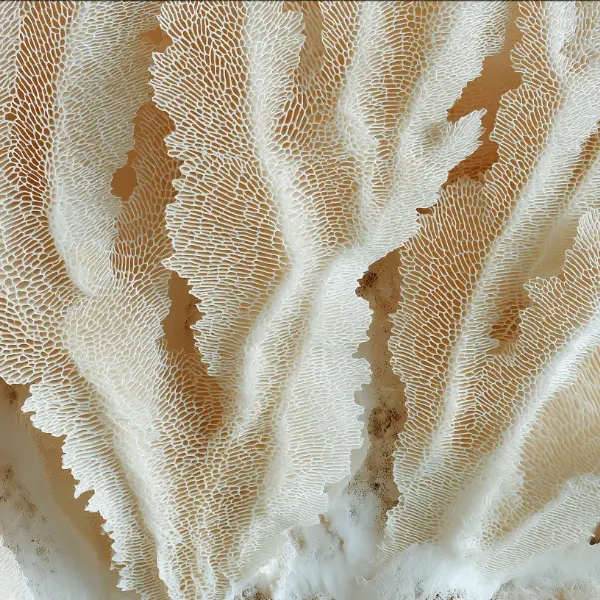 contrat de franchise